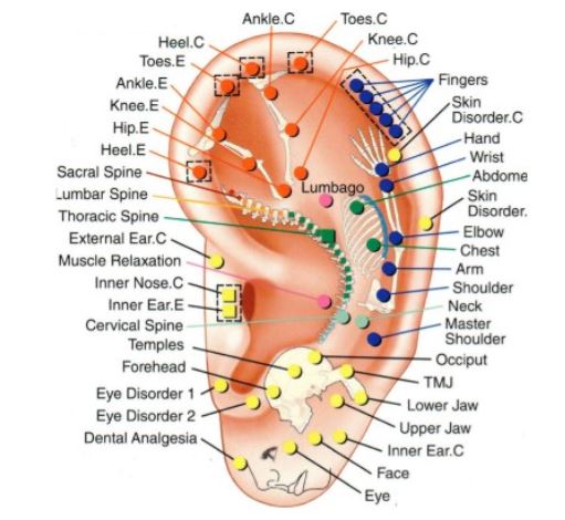 Auricular Therapy